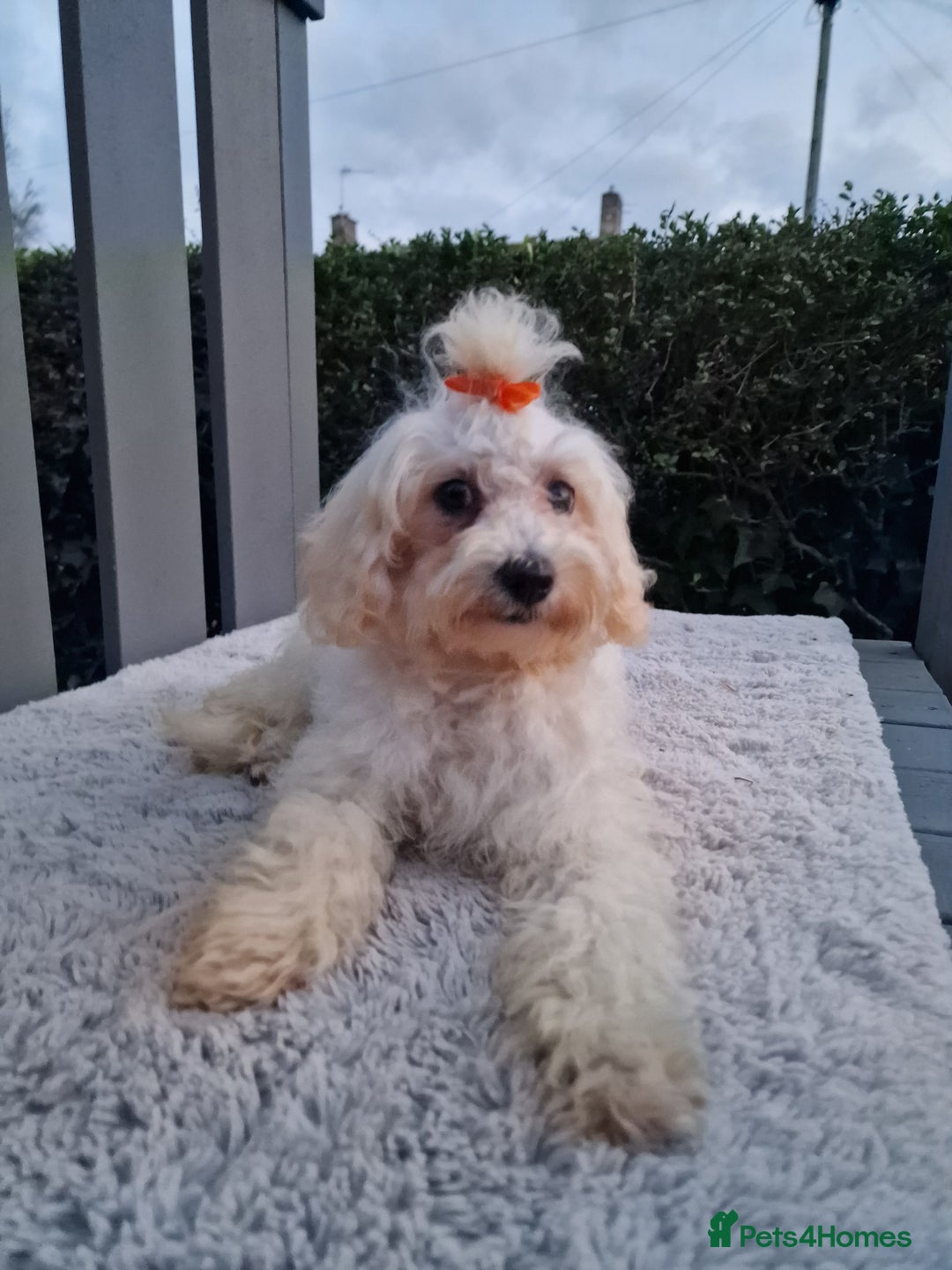 Maltipoo dogs for sale: Olivia M - Image 12