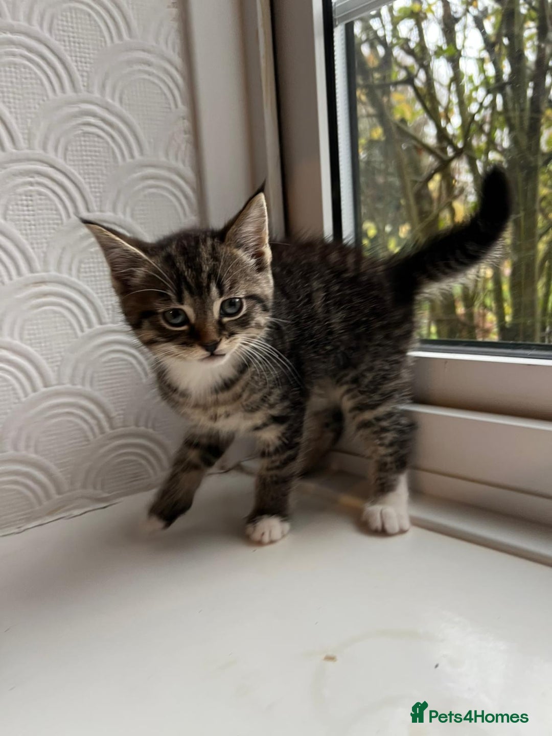 Maine Coon cats for sale: Little Half Main Coons - Advert 8