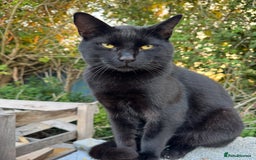 Mixed Breed cats for sale: Kittens for sale - Image 3