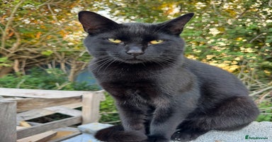 Mixed Breed cats - Advert 9
