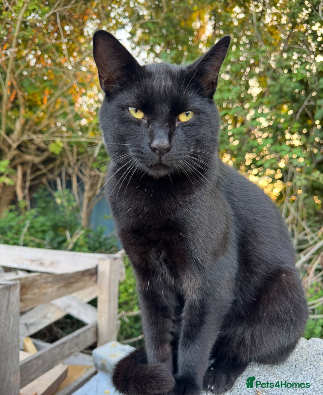 Mixed Breed cats for sale: Kittens for sale - Image 3