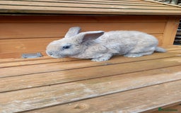 Mini Lop rabbits for sale: Mini plush lops - Image 2