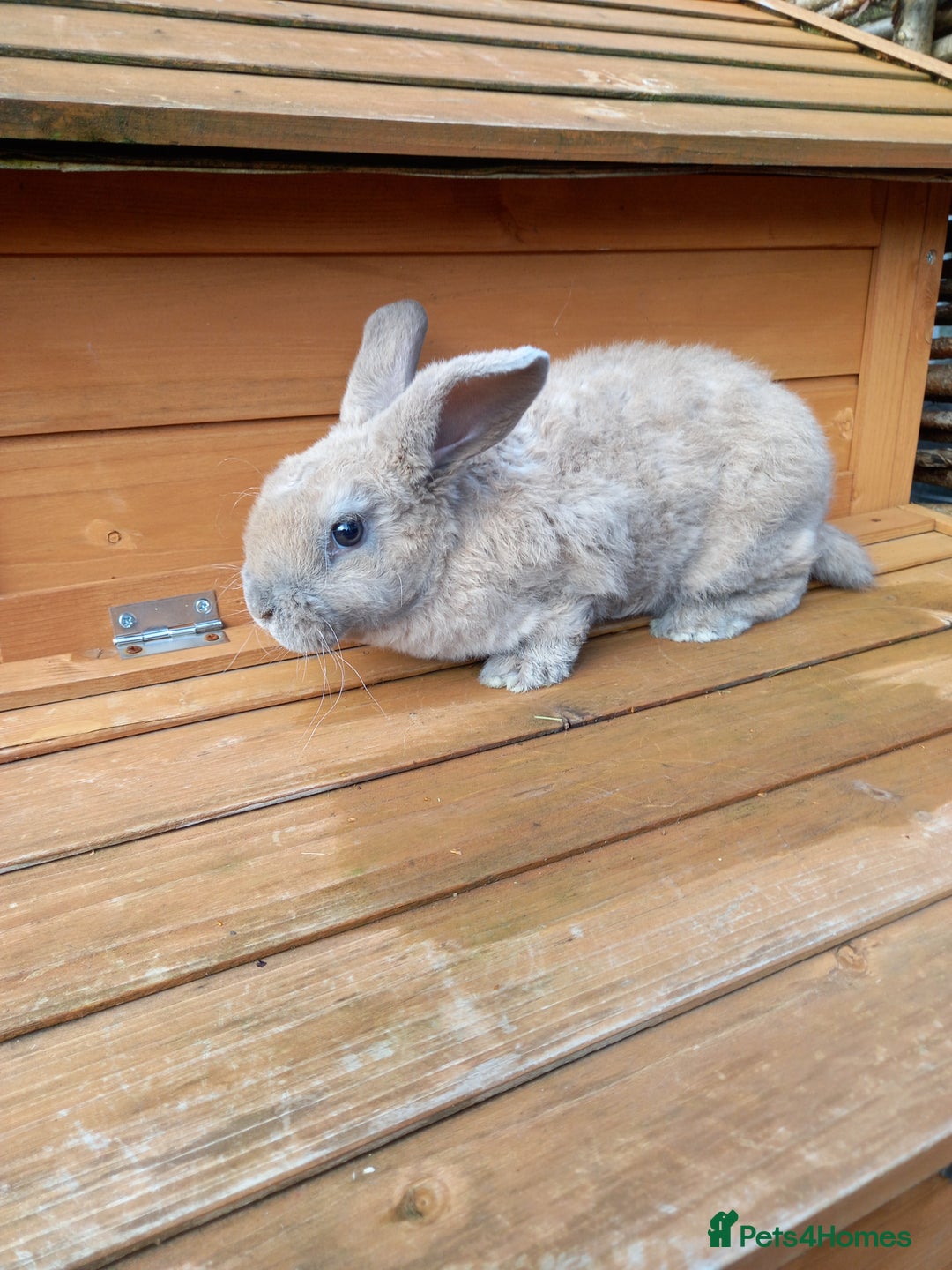 Mini Lop rabbits for sale: Mini plush lops - Image 2