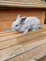 Mini Lop rabbits - Advert 1