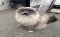 Ragdoll cats for sale: Mitted Blue Point Ragdoll  - Image 1