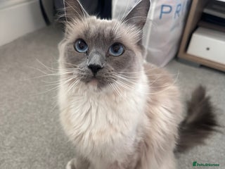 Ragdoll cats - Advert 29