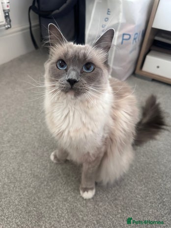 Ragdoll cats - Advert 4