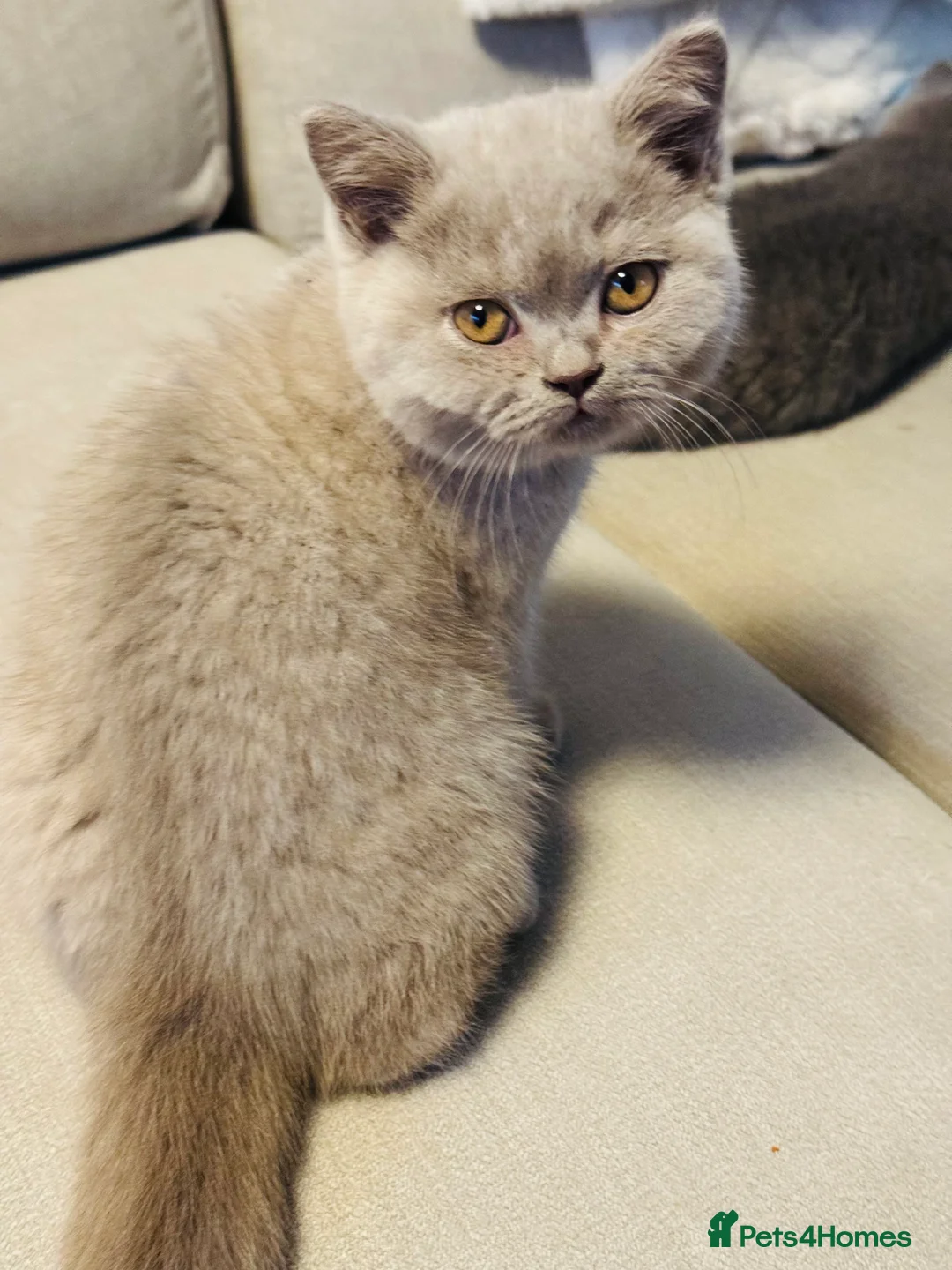 British Shorthair cats for sale:  British Shorthair kitten, 1 left - Advert 1