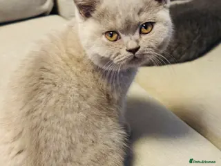 British Shorthair cats British Shorthair kitten, 1 left - Advert 4