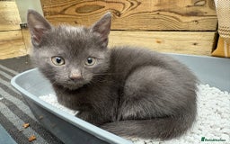 Bengal cats for sale: Bengal Mixed Litter - 2 Ginger & 1 Blue/Grey - Image 32