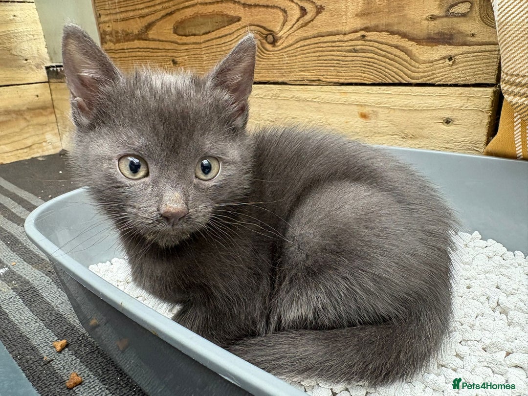 Bengal cats for sale: Bengal Mixed Litter - 2 Ginger & 1 Blue/Grey - Image 32