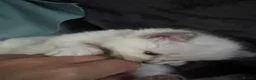 Ragdoll cats for sale: Ragdoll kittens - Advert 11