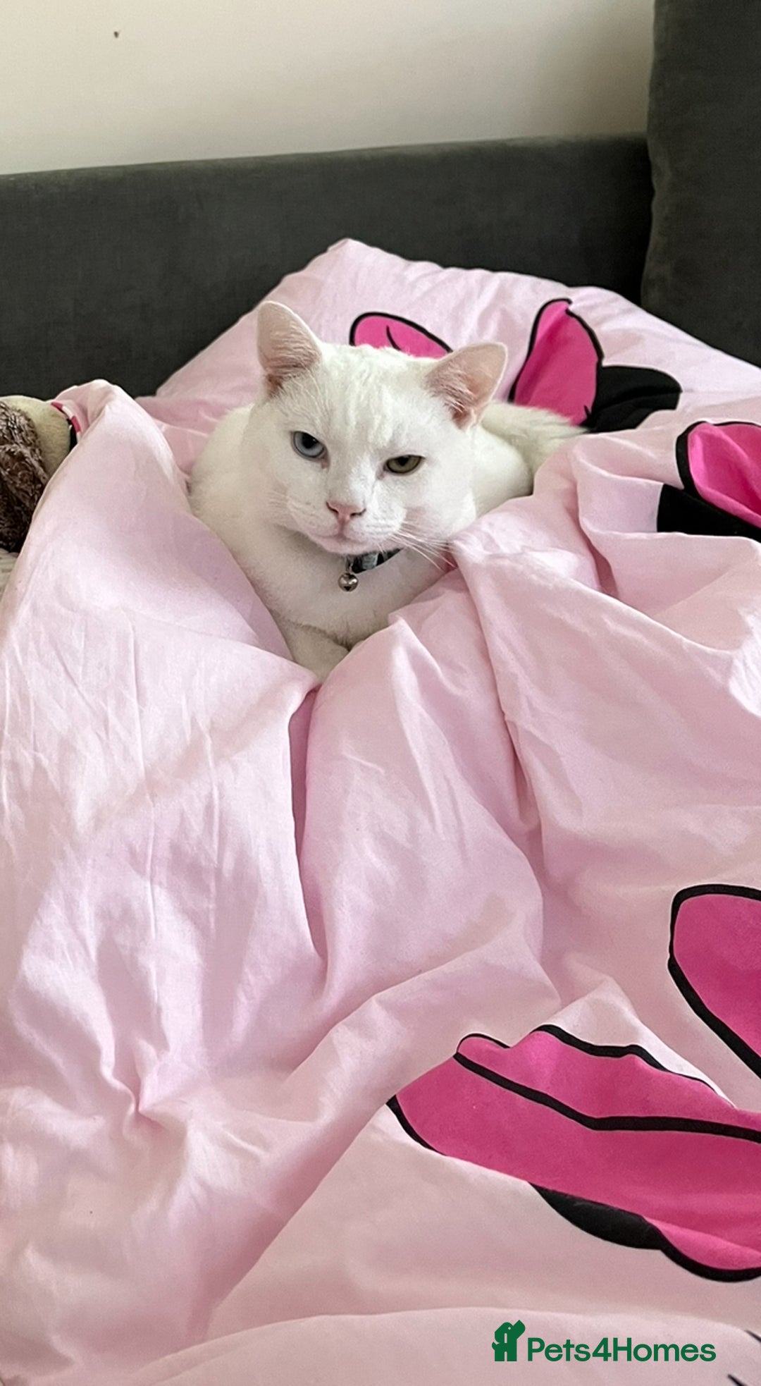 Domestic Shorthair cats for sale: White domestic short haired  - Image 4