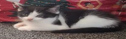 Ragdoll cats for sale: Male & female Ragdoll x British short hair kittens - Advert 2