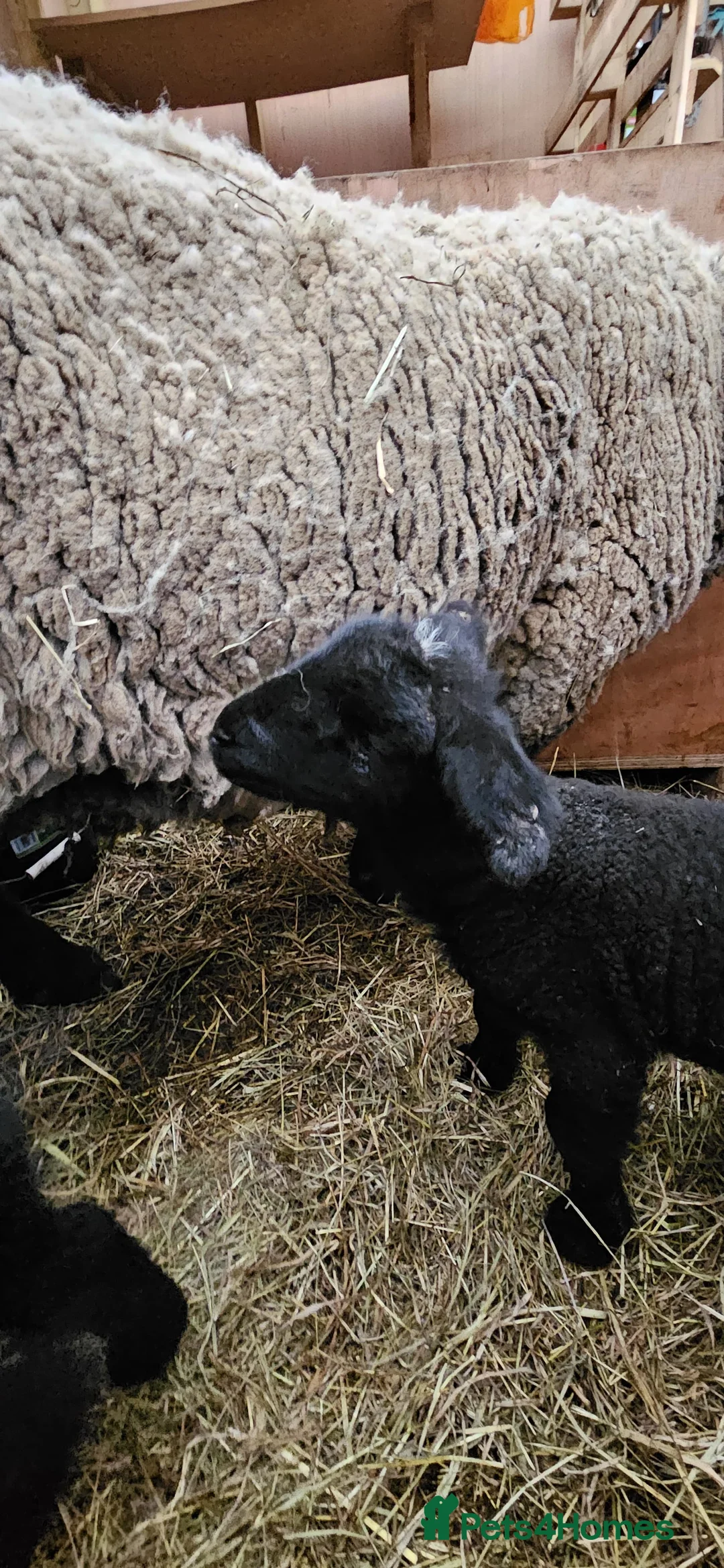 Sheep livestock for sale: Pet Ewe and 2 lambs - Advert 10