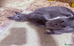 British Shorthair cats for sale: British shorthair kittens London(1 girl only) - Image 11