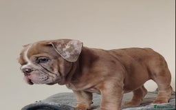 English Bulldog dogs for sale: Last English Bulldog Female - Image 7