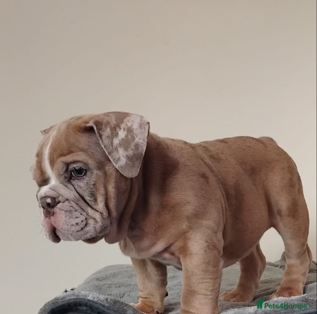 English Bulldog dogs for sale: Last English Bulldog Female - Image 7