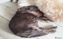 Cockapoo dogs for sale: Stunning cockapoo puppies  - Image 21