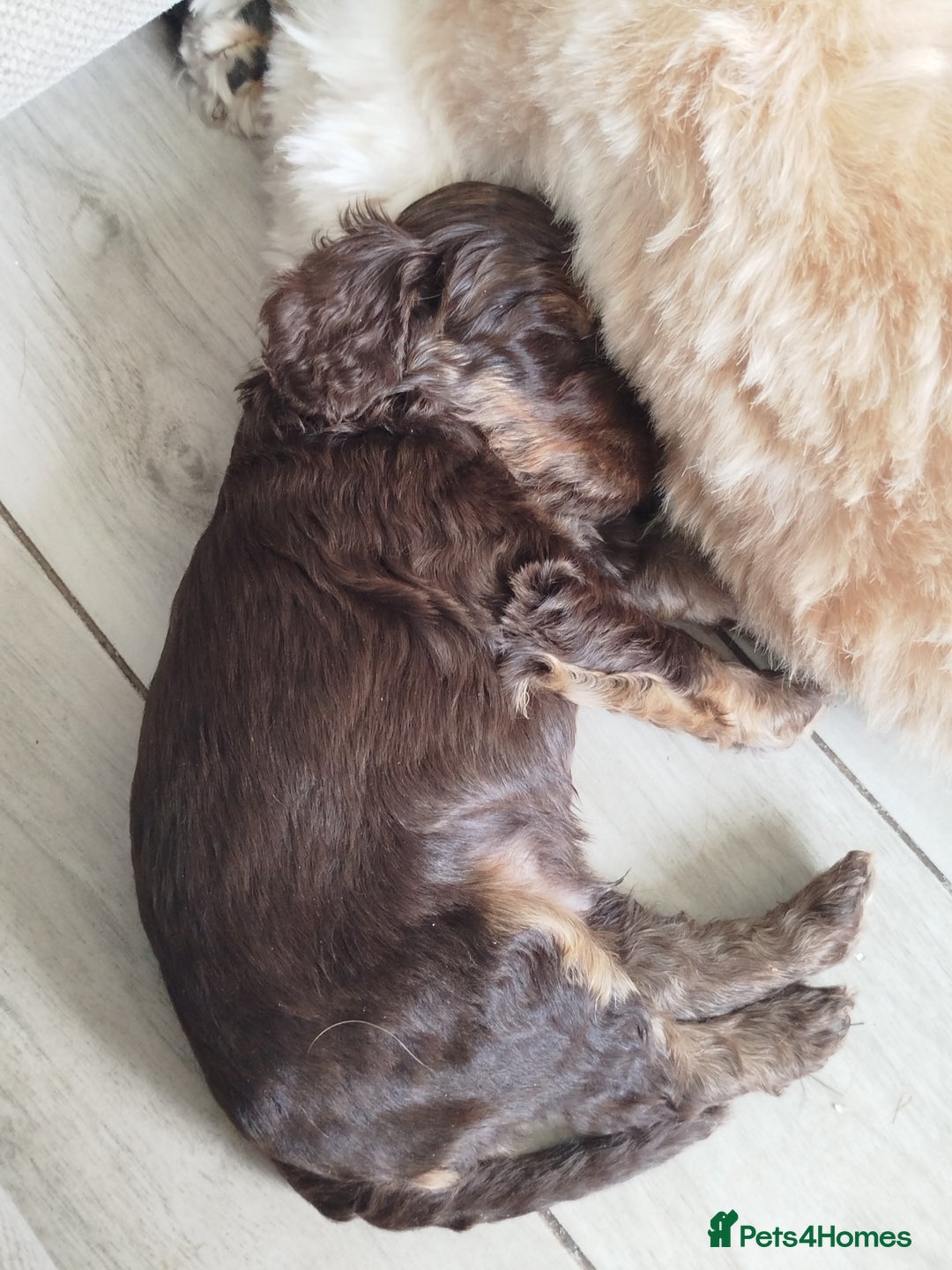 Cockapoo dogs for sale: Stunning cockapoo puppies  - Image 21