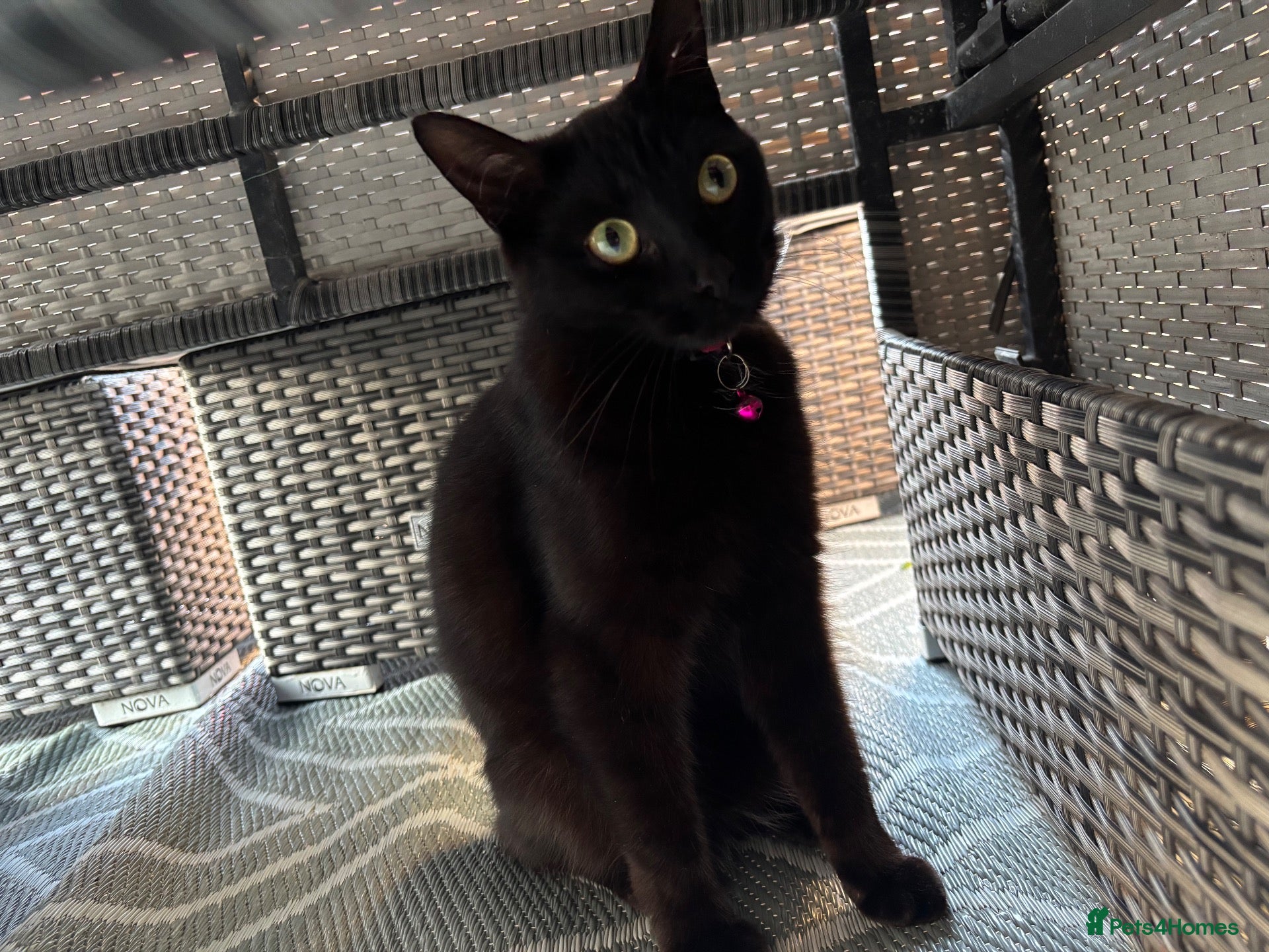 Mixed Breed cats Beautiful 2 Year Female Cat - Advert 1