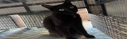 Mixed Breed cats for sale: Beautiful 2 Year Female Cat in Bridgend - Advert 1