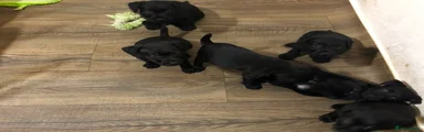 Patterdale Terrier Puppy 2