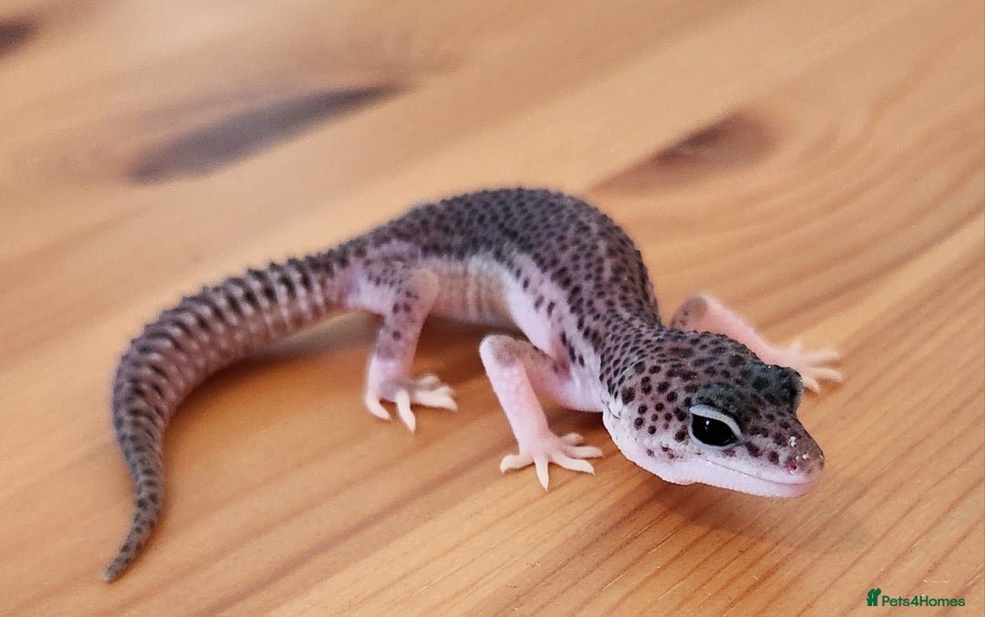 Leopard Gecko reptiles for sale: Baby Leopard Gecko - Mack Super Snow Morph - Image 5