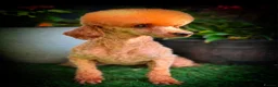 Cockapoo dogs for sale: AMAZING TOY COCKAPOO PUPPIES - Advert 4
