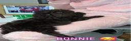 Cockapoo dogs for sale: Cockapoo pups READY IN 8 WEEKS  in Saltburn-by-the-Sea - Advert 10