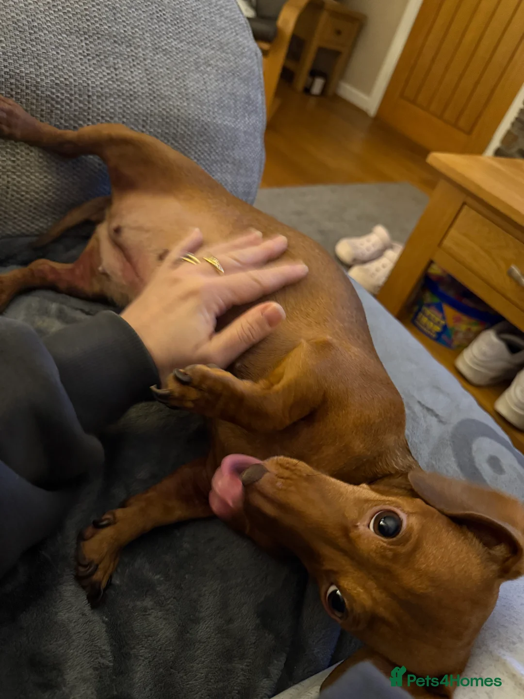 Miniature Dachshund dogs for sale: Loving home wanted for Beautiful Mini Dachshund - Advert 6