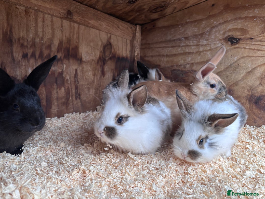 Mixed Breed rabbits for sale: Baby English Spot x Lionhead Rabbits For Sale - Advert 9