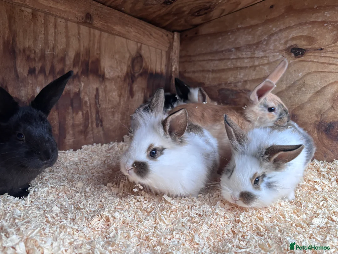 Mixed Breed rabbits for sale: Baby English Spot x Lionhead Rabbits For Sale - Advert 9