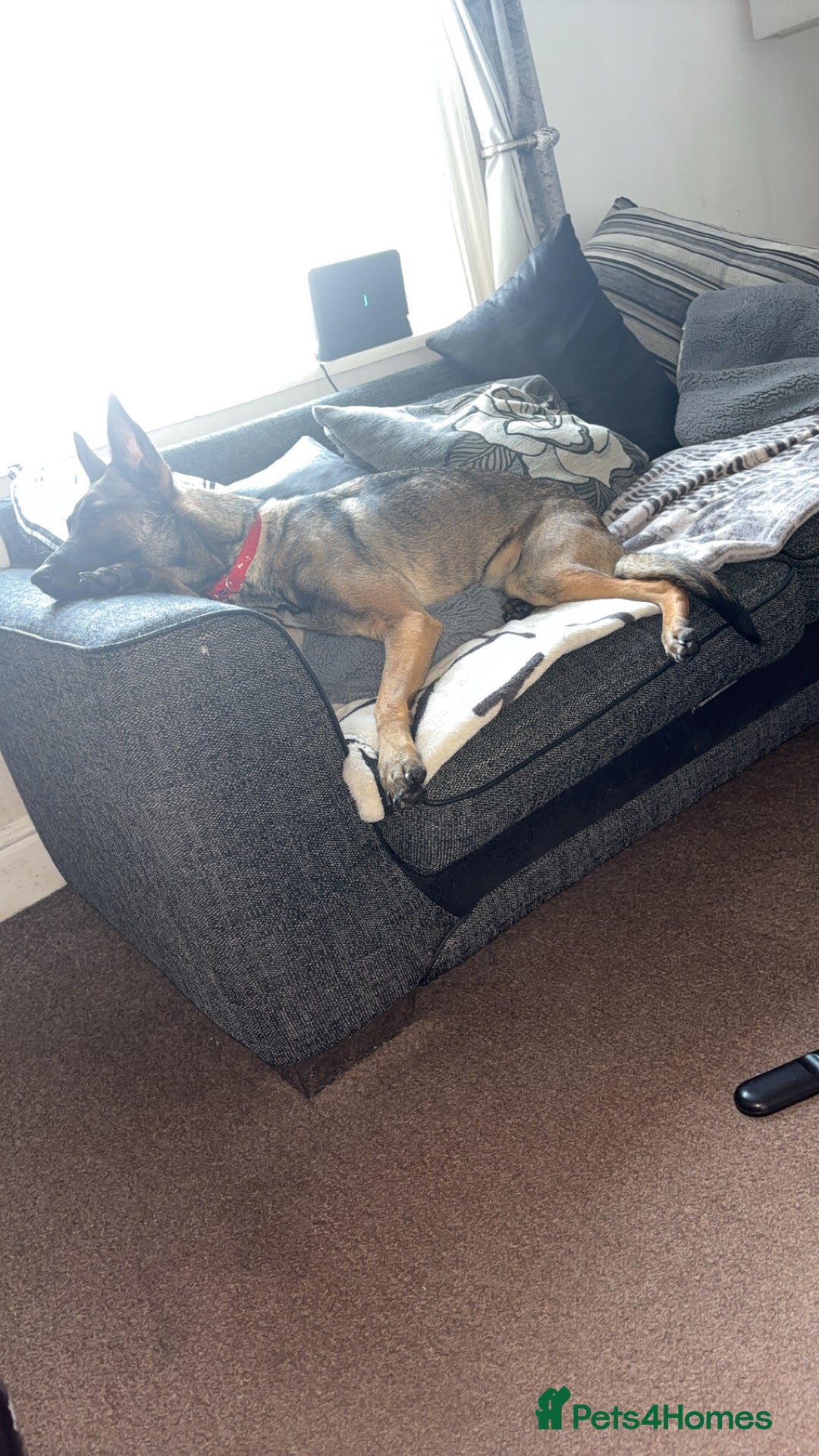 Mixed Breed dogs for sale: 1 belgian shepherd and 1 Sheprador - Image 6