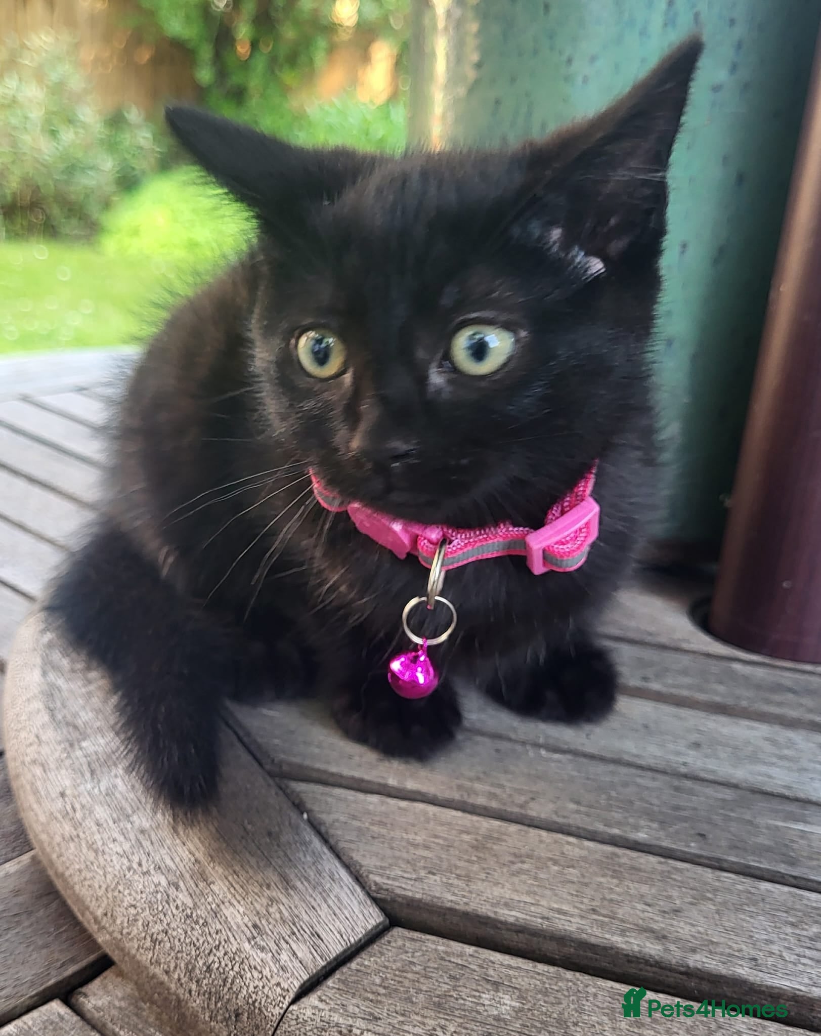 Mixed Breed cats Adorable and playful kittens - Advert 5