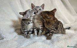 Bengal cats for sale: Bangal Kittens  - Image 1