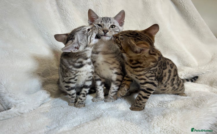 Bengal cats - Advert 2