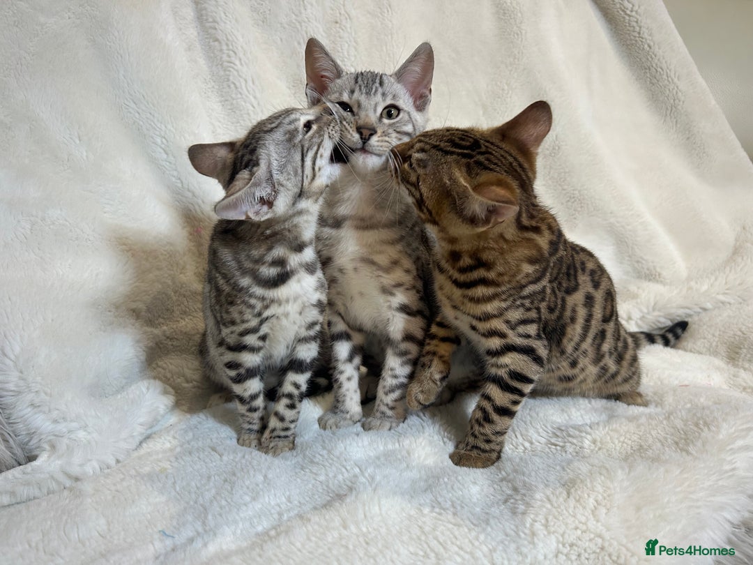 Bengal cats for sale: Bangal Kittens  - Image 1