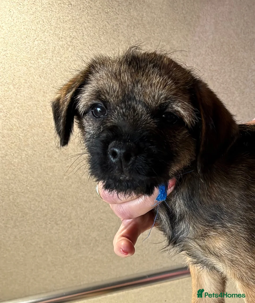 Border Terrier dogs for sale: 💕🐶 gorgeous kc reg Border Terrier puppies  🐶💕 - Advert 2