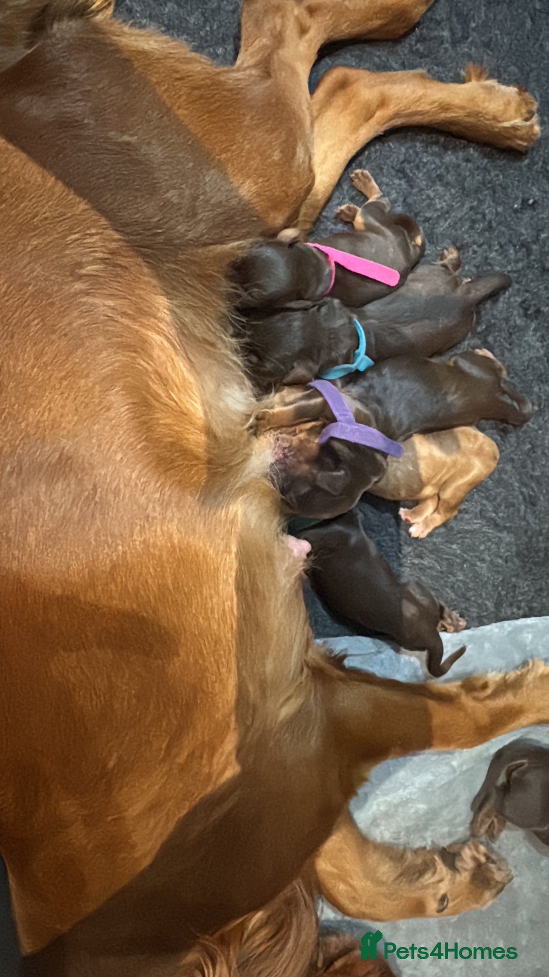 Cocker Spaniel dogs for sale: Working cocker Female Puppy  - Advert 14