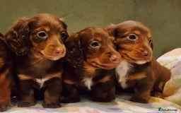 Miniature Dachshund dogs for sale: KC reg PRA clear long hair mini dachshund puppies  in Maidstone - Image 13