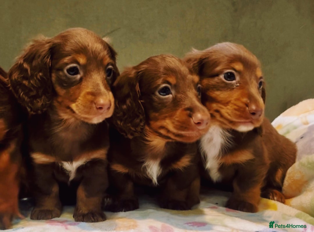Miniature Dachshund dogs for sale: KC reg PRA clear long hair mini dachshund puppies  in Maidstone - Image 13