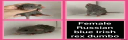 Rat rodents for sale: Adorable Baby Rats for Sale xx - Advert 16