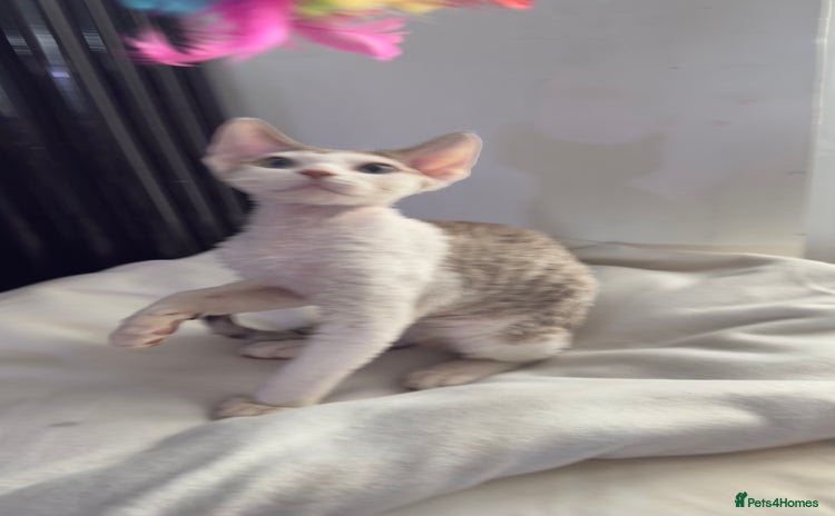 Devon Rex cats - Advert 1
