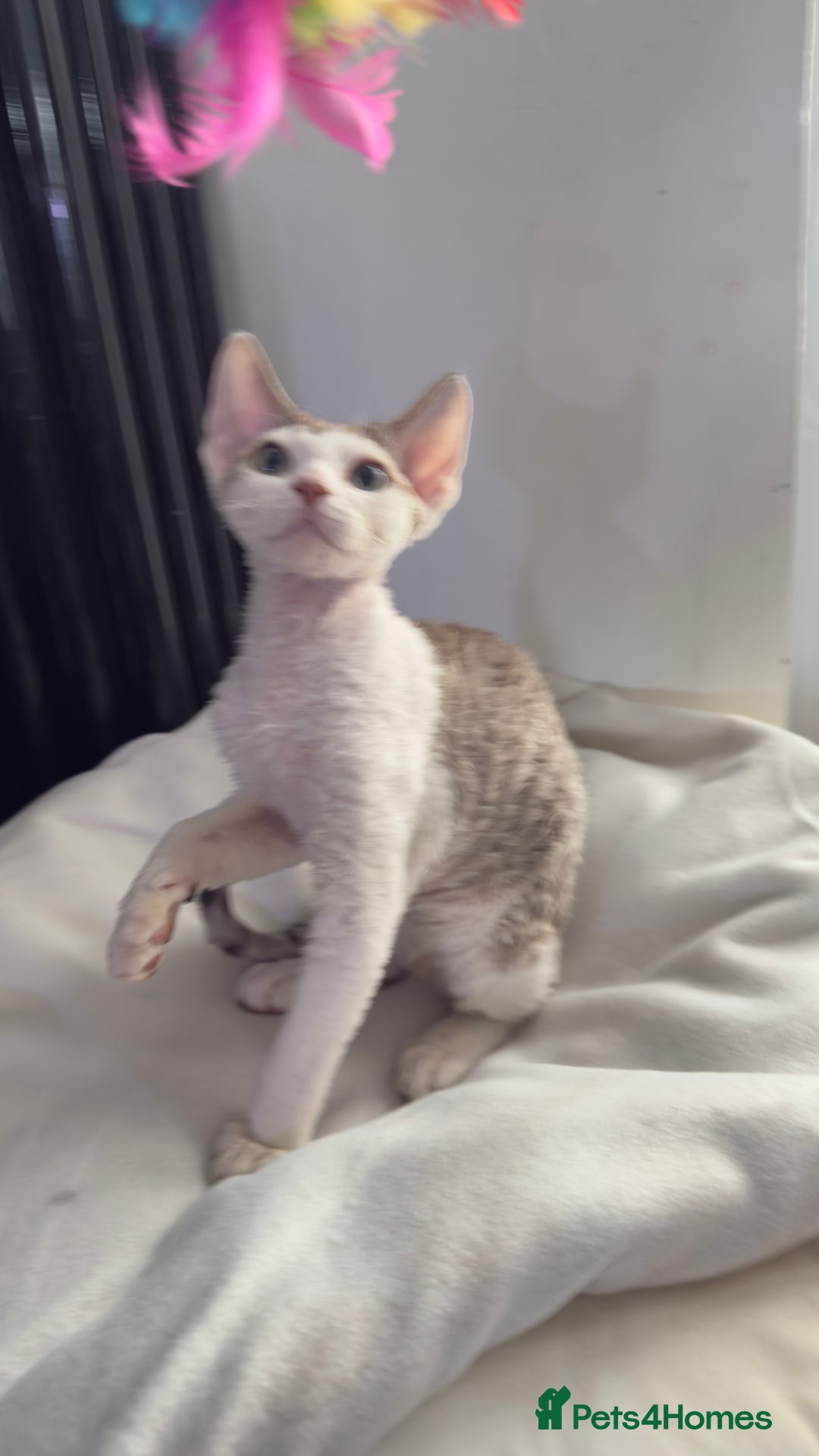 Devon Rex cats for sale: Fantastic quality GCCF boy  - Image 1