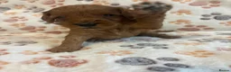 Mixed Breed dogs for sale: Adorable Cavapoo x Cavapoochon Puppies     - Advert 16