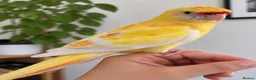 Parakeets birds for sale: Red rumped lutino parakeet 4 months old baby - Advert 4