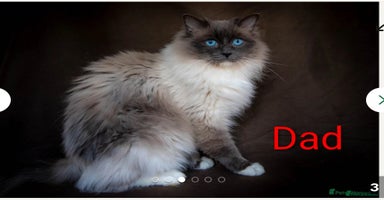 Ragdoll cats - Advert 13