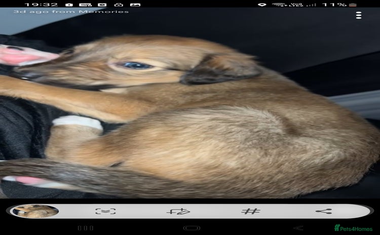 Mixed Breed dogs Saluki dog pup  - Advert 1