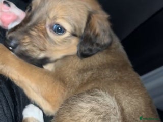 Mixed Breed dogs for sale: Saluki dog pup - Advert 1